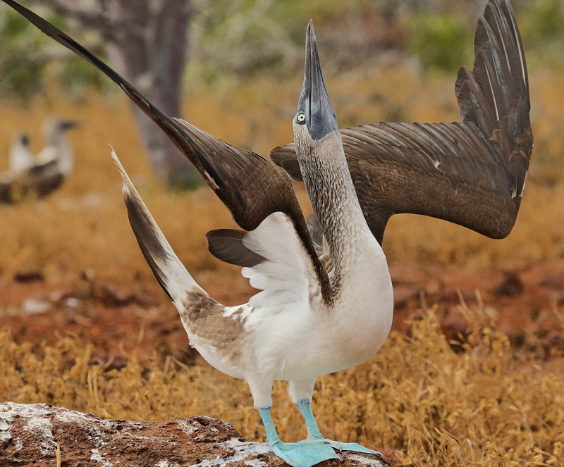 Blue-footed Booby Skypointing (Galapagos, North Seymour Island) #8213