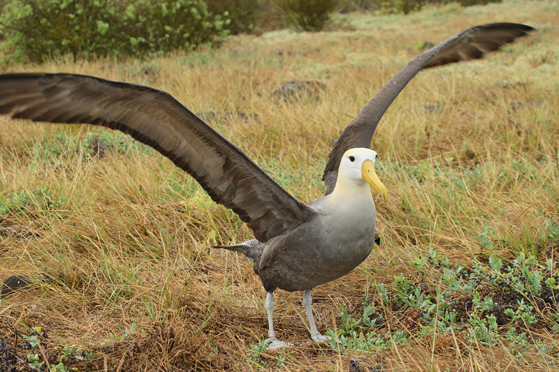 Waved Albatross (Galapagos, Espanola Island) #9084
