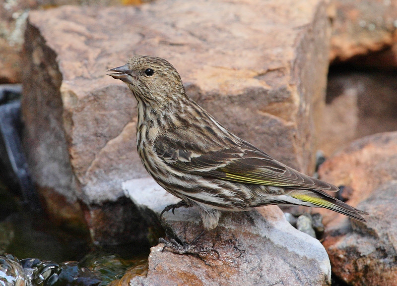 Pine Siskin #9367