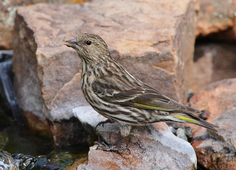 Pine Siskin #9367