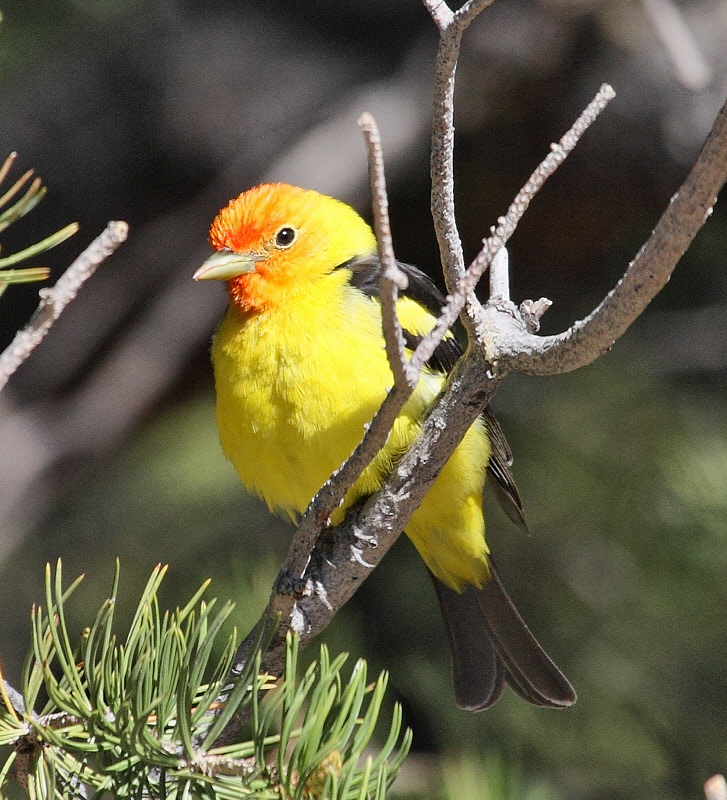Western Tanager #9423
