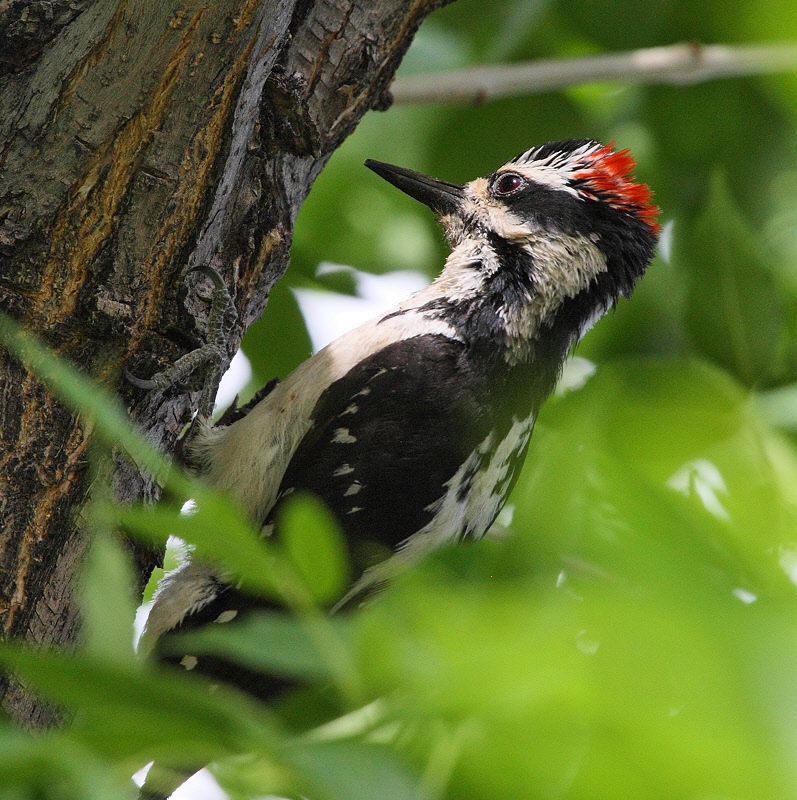 Hairy Woodpecker #9693