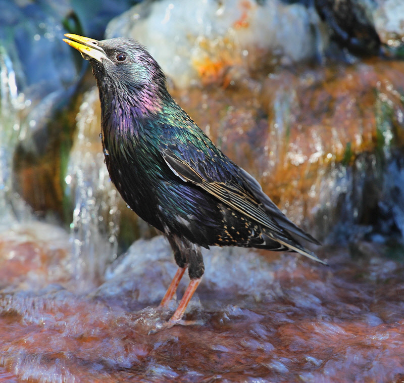 European Starling #9740