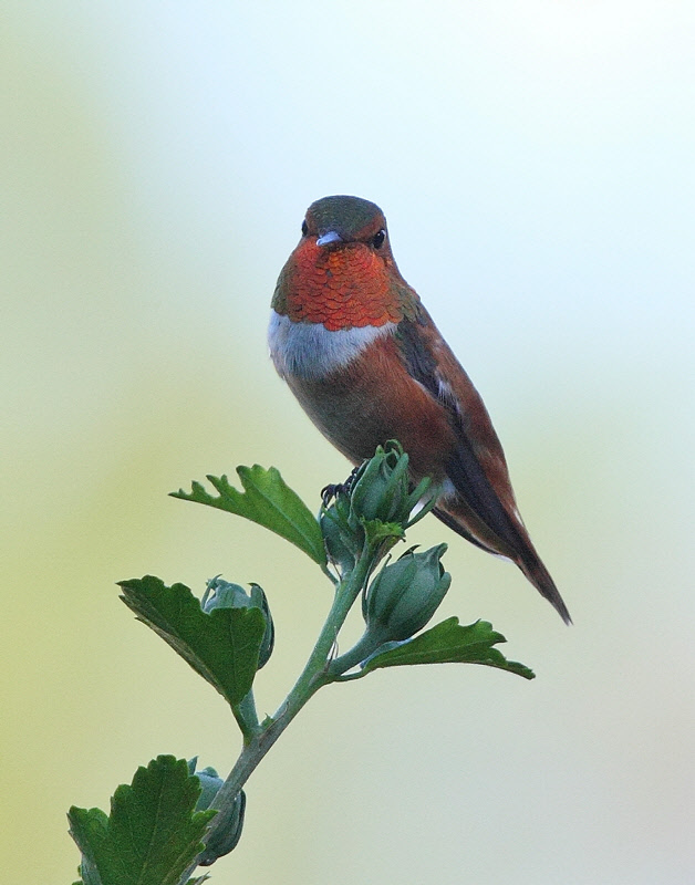 Rufous Hummingbird #0265