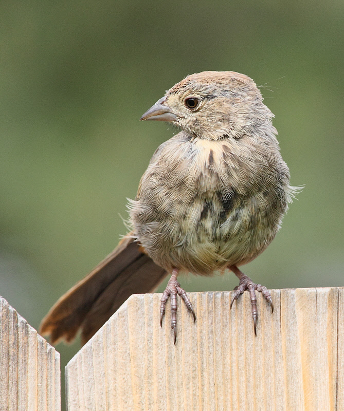 Canyon Towhee (Pipilo fuscus)