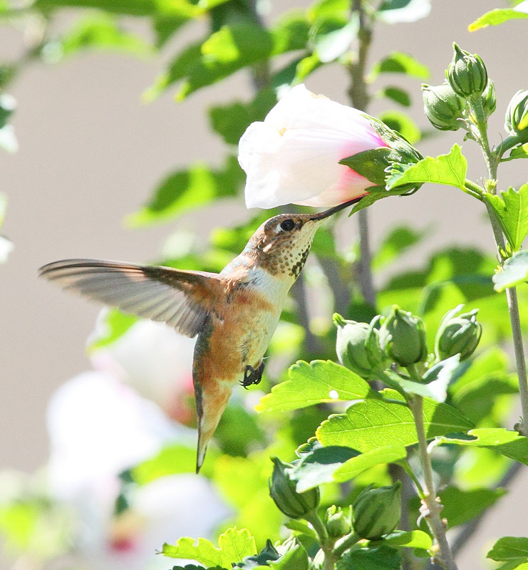 Rufous Hummingbird #0879