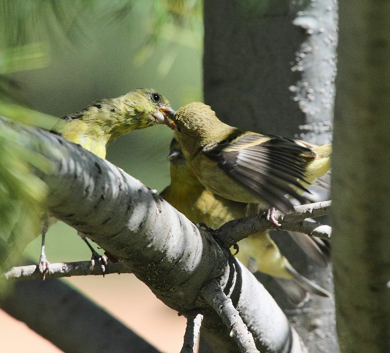 Lesser Goldfinch feeding a juvenile #2840