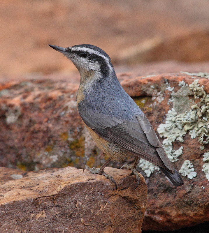 Red-breasted Nuthatch (0527)