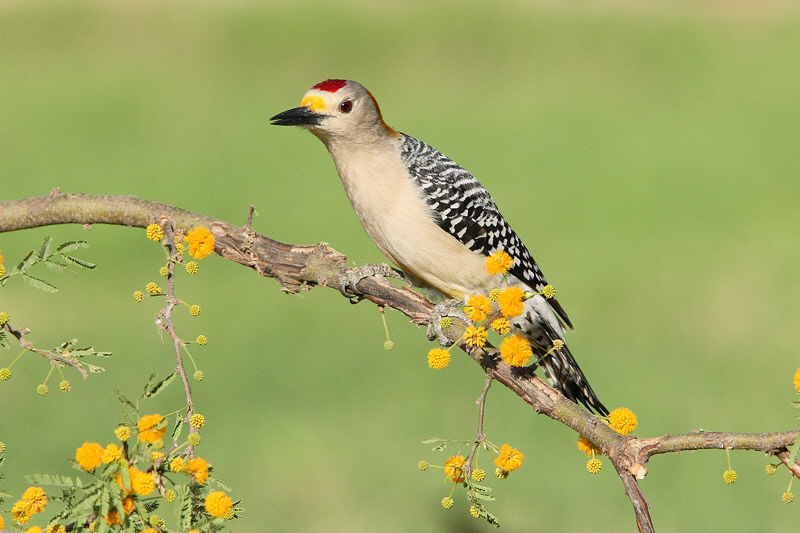Golden-fronted Woodpecker (2184)