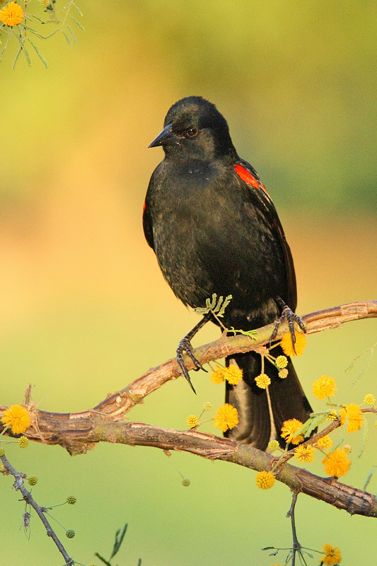 Red-winged Blackbird (1502)