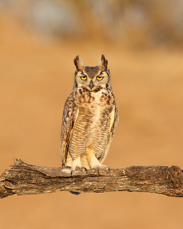 Great Horned Owl (3130)