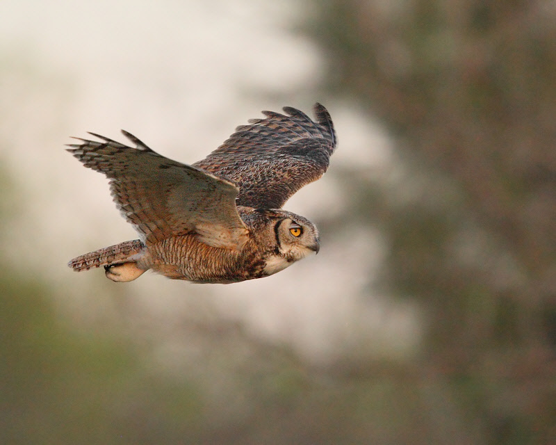 Great Horned Owl (3210)
