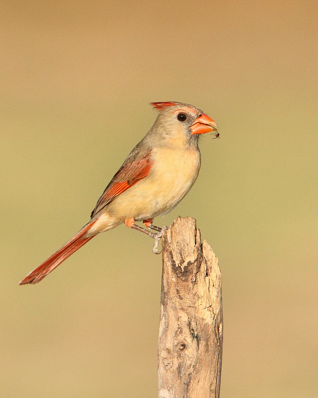 Northern Cardinal (Female) (2932)