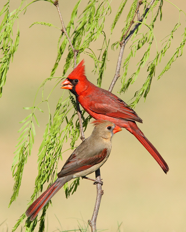 Northern Cardinal (Male and Female) (2720)