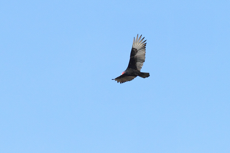 Turkey Vulture (2761)