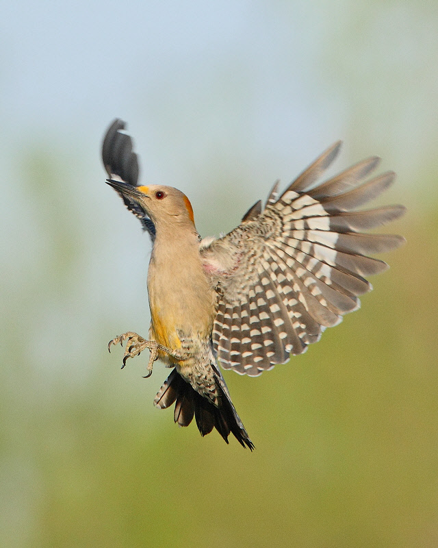 Golden-fronted Woodpecker (3327)