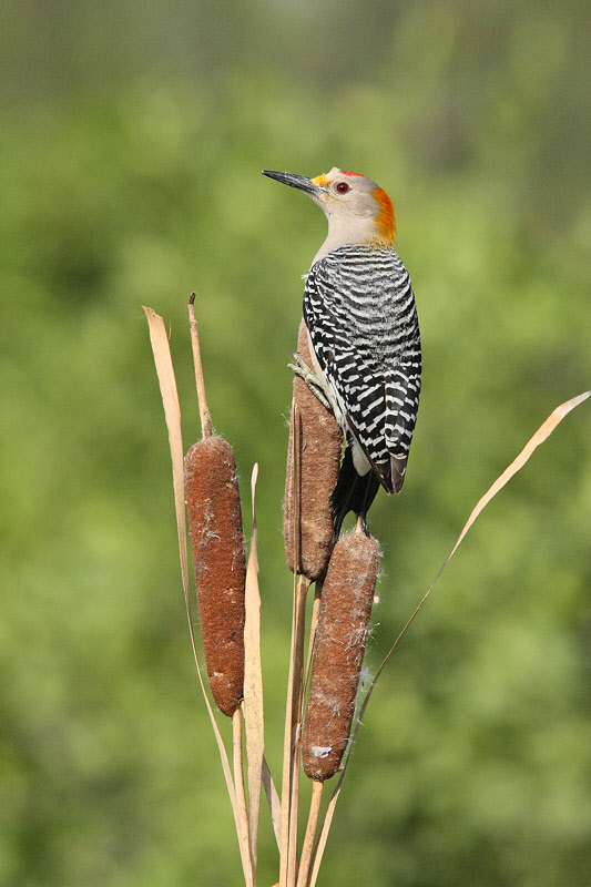 Golden-fronted Woodpecker (4060)