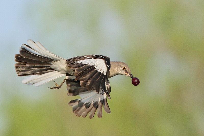 Northern Mockingbird (3507)
