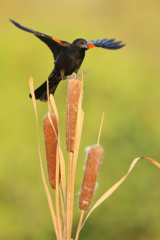 Red-winged Blackbird (3264)