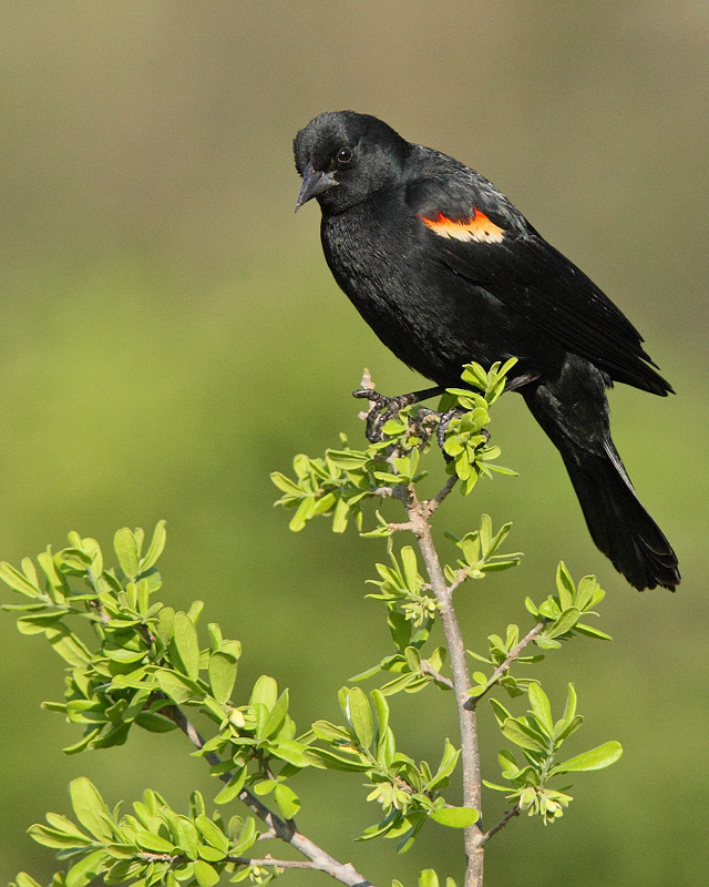 Red-winged Blackbird (3719)