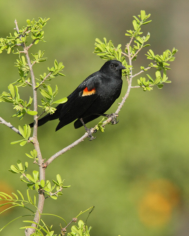 Red-winged Blackbird (3771)
