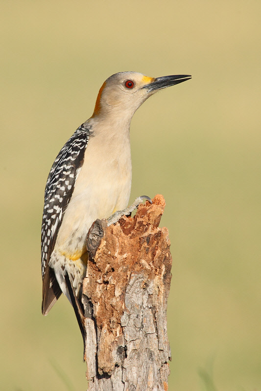 Golden-fronted Woodpecker (4167)