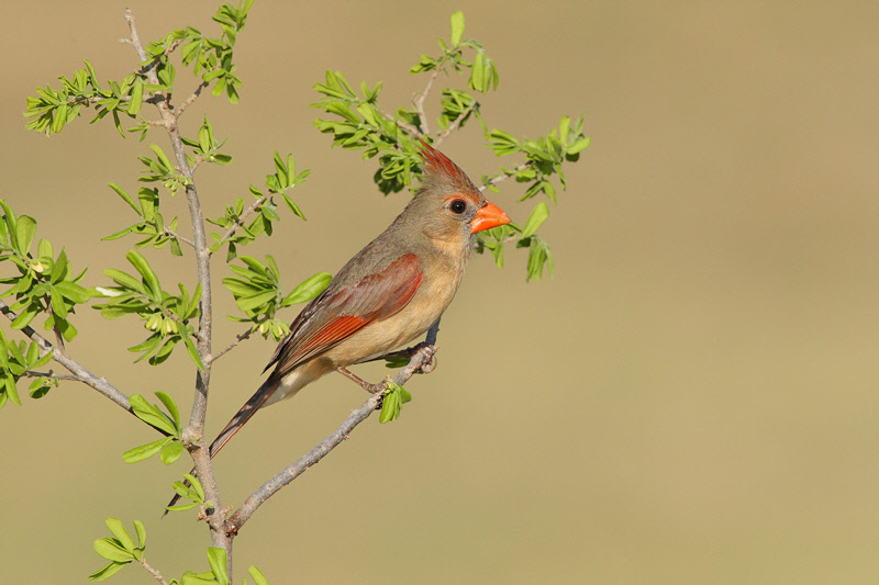 Northern Cardinal (Female) (4152)
