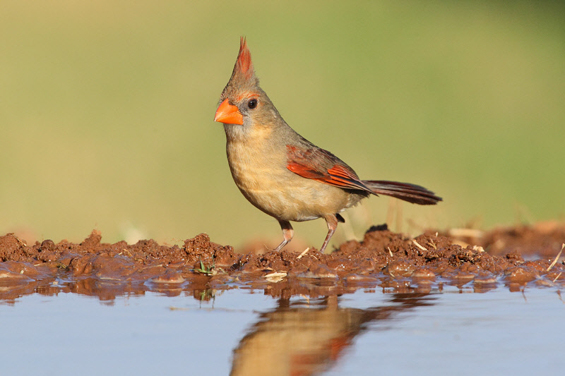 Northern Cardinal (Female) (4183)