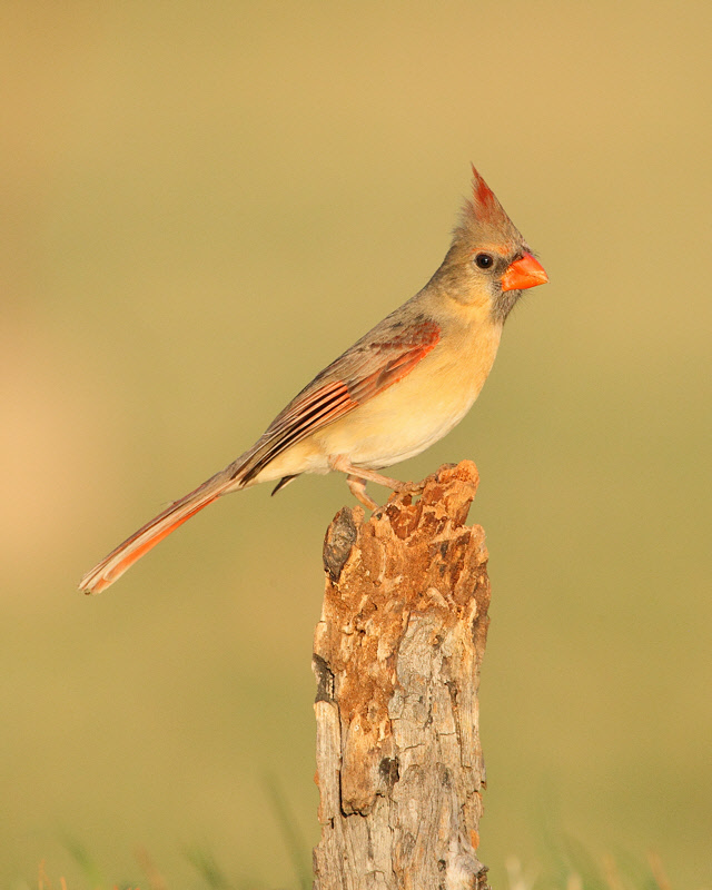 Northern Cardinal (Female) (4241)