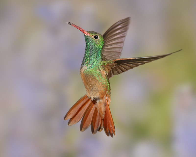 Buff-bellied Hummingbird (4595)
