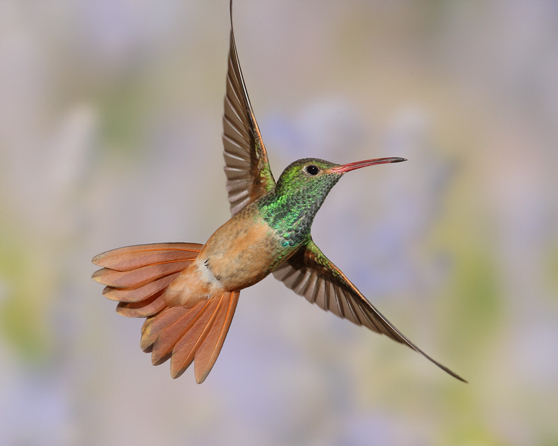 Buff-bellied Hummingbird (4638)