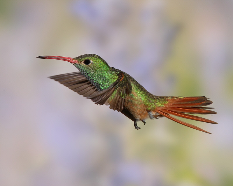 Buff-bellied Hummingbird (4679)