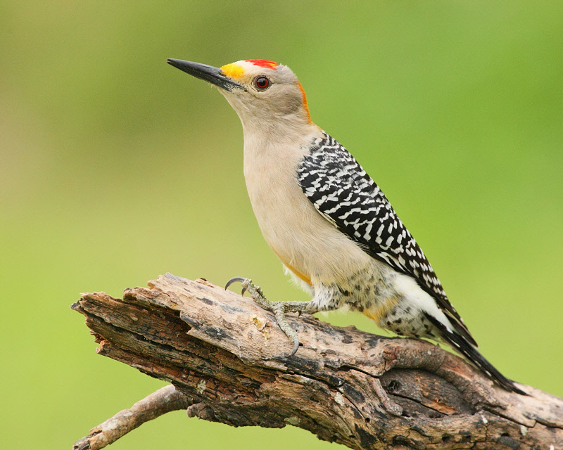 Golden-fronted Woodpecker (4359)