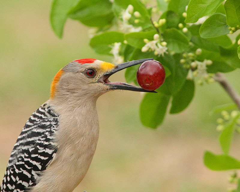 Golden-fronted Woodpecker (4477)