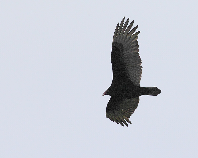 Turkey Vulture (4524)