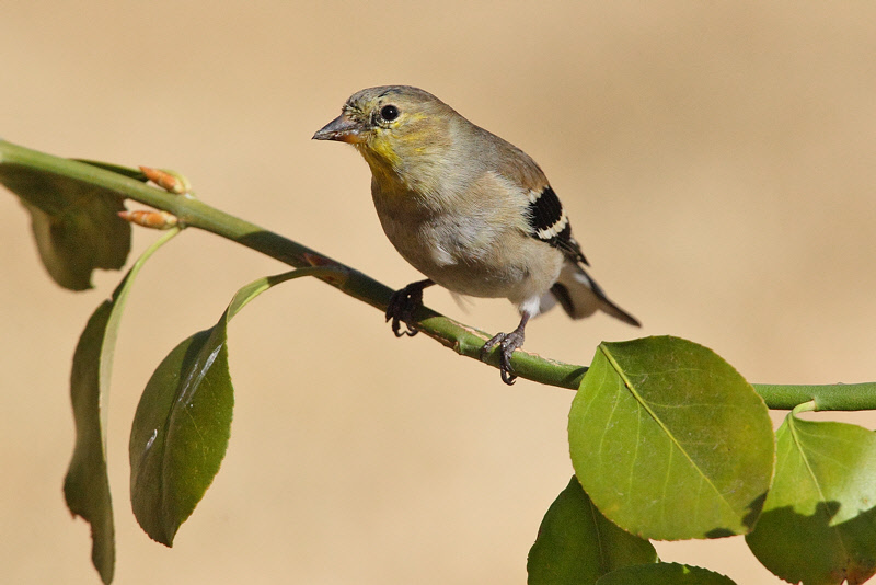 American Goldfinch (4871)