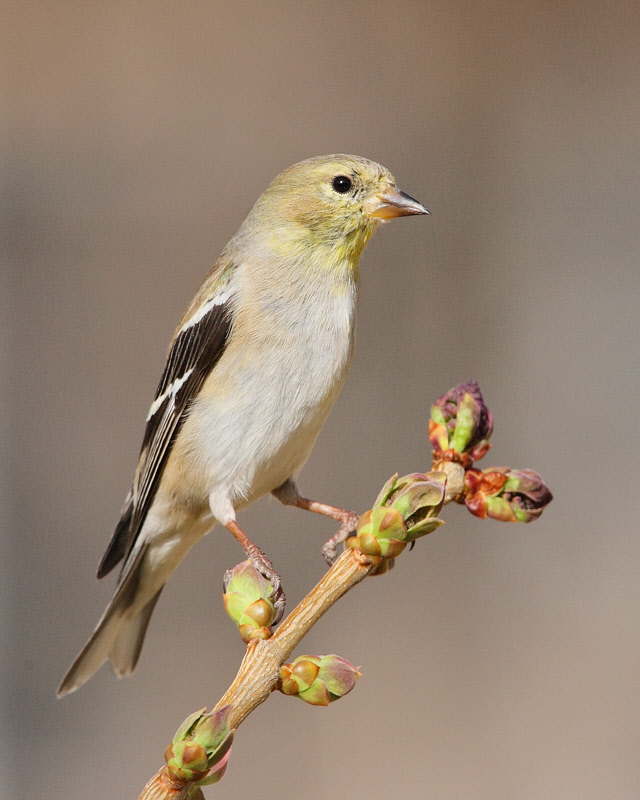 American Goldfinch (5733)