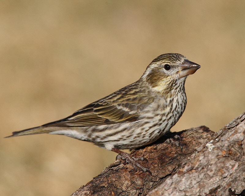 Cassin's Finch (Female) (5337)