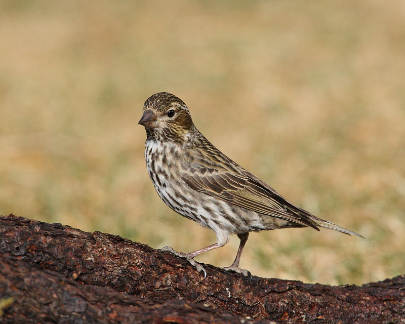 Cassin's Finch (Female) (5426)