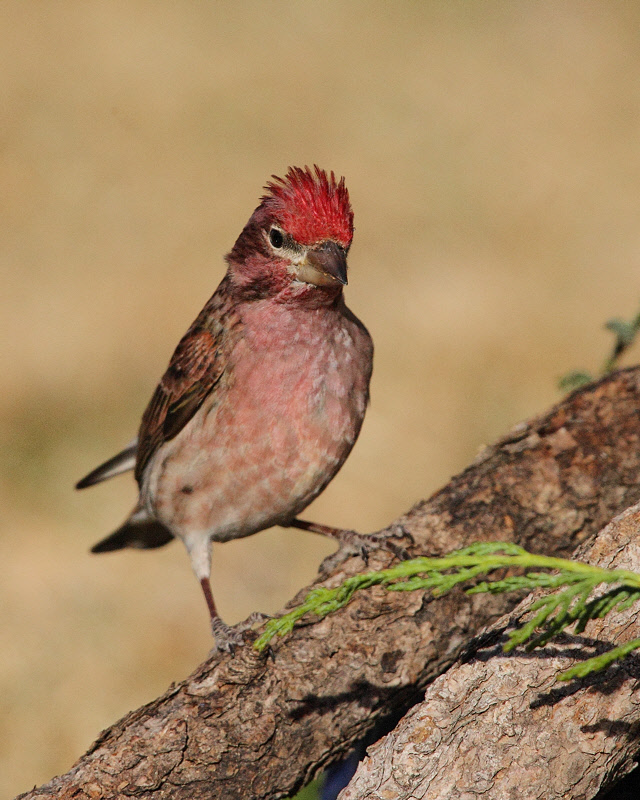 Cassin's Finch (Male) (5243)