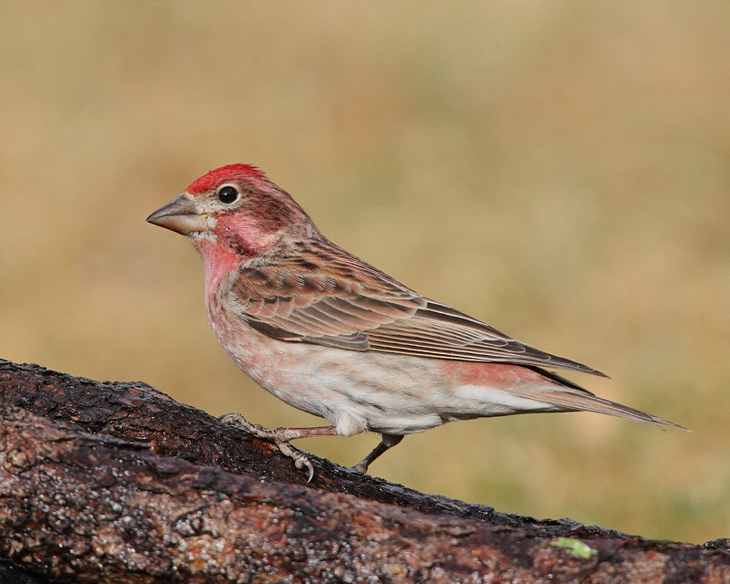Cassin's Finch (Male) (5528)