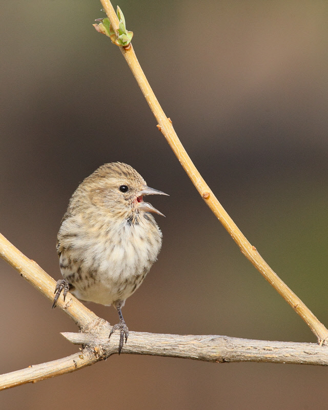 Pine Siskin (5572)