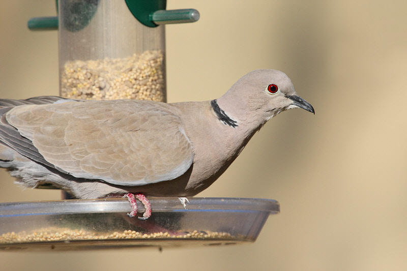 Eurasian Collared-Dove on Feeder (6204)