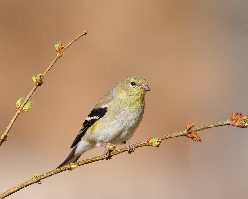 American Goldfinch (5810)