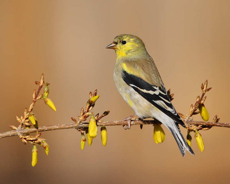 American Goldfinch (6185)