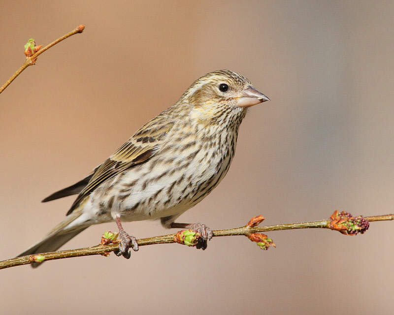 Cassin's Finch (Female) (5836)
