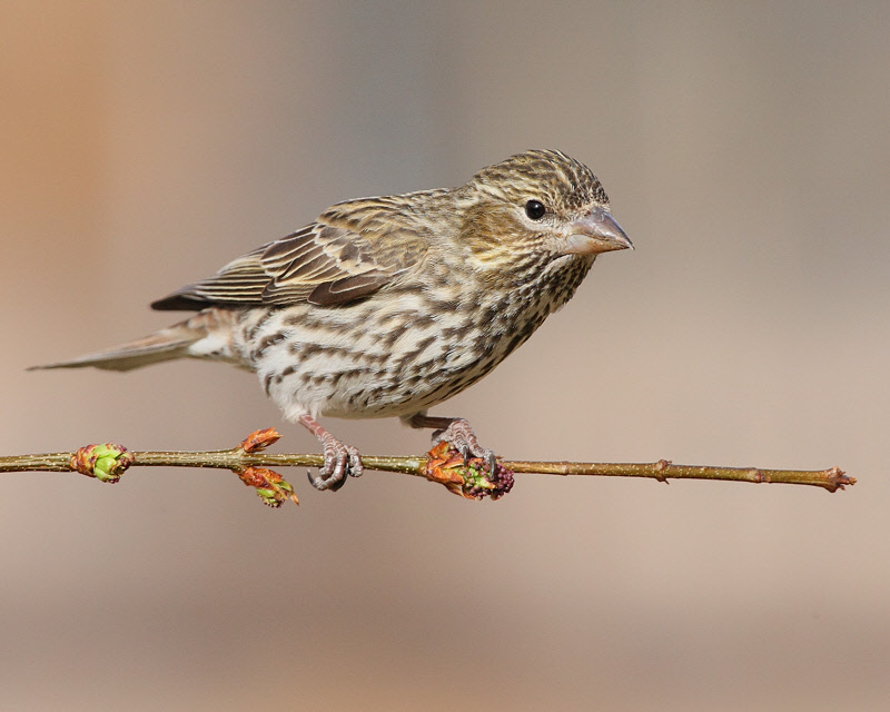 Cassin's Finch (Female) (5870)
