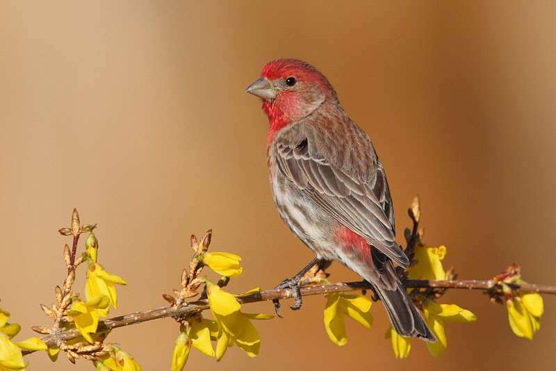 House Finch (Male) (6229)