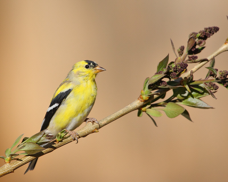 American Goldfinch (Male) (6535)