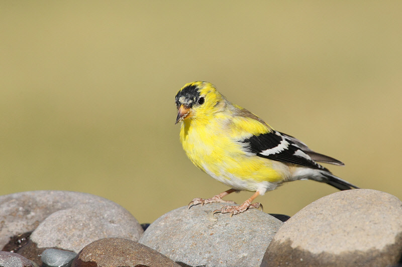 American Goldfinch (Male) (6563)